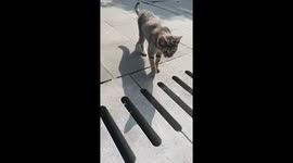 Paw Wedges in the Gap