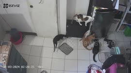 Pet cats open fridge door Mission Impossible style to steal snacks