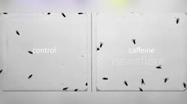 US: Video Reveals How Coffee Makes Fruit Flies Act Recklessly At Night