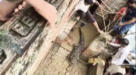 Crocodile caught by angry locals after it raided home in India