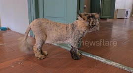 Iran: Tehran marks International Cat Day with scenes of street cats