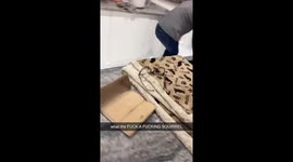 Cat runs around the house with a squirrel hanging from its mouth