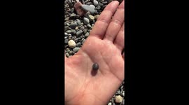 Pill Bug On The Beach