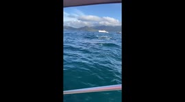 Whale spotted near boat in Castelhanos Bay, Ilhabela, Brazil
