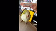 temp