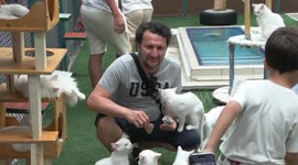 Türkiye: Türkiye's feline treasures steal spotlight on International Cat Day