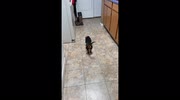 temp