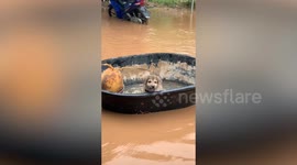 Puppy floats in basin through flood in Thailand