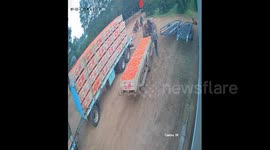 Dog Crushed Under Pallets