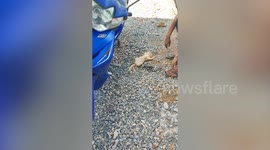 Ginger kitten sprawls on back in bizarre sleeping position