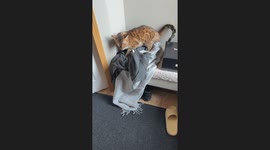 Bengal Cat Seeks Revenge on Owners Clothes