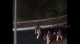 Lebanon: Beirut Erupts in Protests Over Disarmament Move