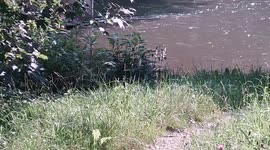 Traun So Full It Carries Tree Logs