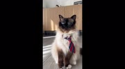 temp