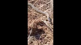 Rare Encounter: Leopard Snake Opens Its Mouth at a Farmer