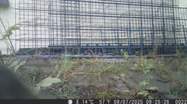 Bird Poses for the Wildlife Camera