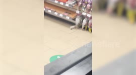 Group of mice grab a late night snack at 7-Eleven store