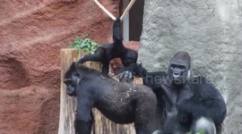 Acrobatic stunts of adorable little Mobi - swinging, bouncing and hilarious fun