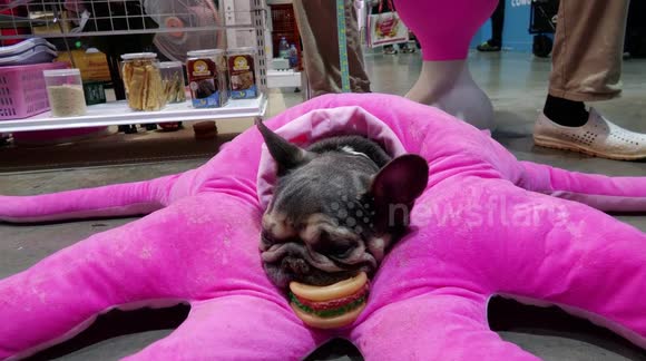 Cutest Dogs at Bangkok Pet Expo: From Giant Poodles to Tiny Chihuahuas!