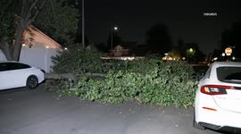 US, Los Angeles: Reseda Fallen Tree Blocks Entire Street