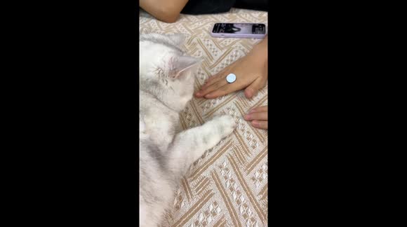 Cat mimics owner’s coin trick in Chongqing, China