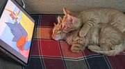 temp