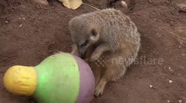 Meerkat can't get enough of new toy