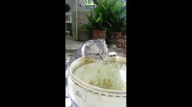 Pugandcat : Thirst cat