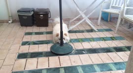 Dog doesn't realise his owner can see him behind a pole