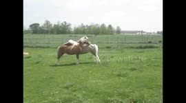 Miniature Horses Helping Each Other Itch the Unreachable Spots