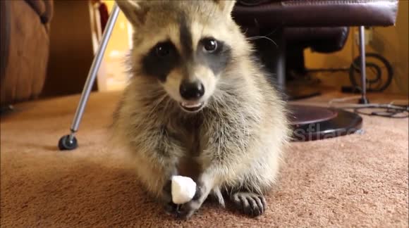 Adorable raccoon eats a marshmallow