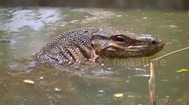 Monitor lizard cruises canal for food