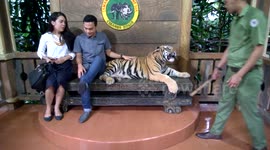 Drugged Tiger at Taman Safari?