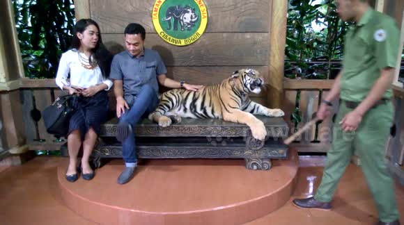 Drugged Tiger at Taman Safari?