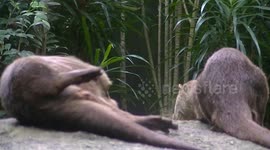Otter scratches his back on big rock
