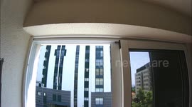 Potter wasp Zeta argillaceum doing a nest in my window