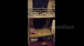 This cat can play volleyball