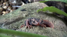 Salamander on stone Doi Suthep