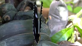 Butterfly spreads wings showing beautiful pattern