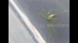 Spider appears to have the face of a human on its back