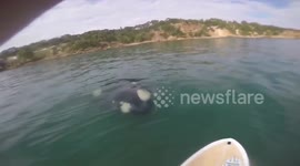 Duplicate: Paddle boarder has close encounter with massive whale