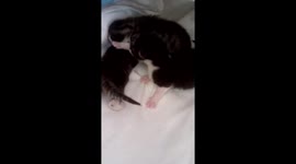 2 Tage junge Katzenbabys - alles Mädchen ;-)