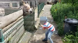 Donkey showing tong and teeth while a boy feeds him.