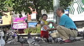 Young boy feeds pigeons, has a surprise ending