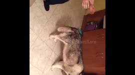 Scared angry alaskan malamute dog