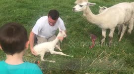 Newborn alpaca cria takes her first steps