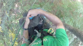 Good samaritan rescues kitten stuck up a tree