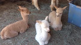 Baby alpaca yawning