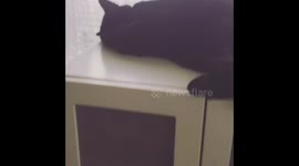 My cat hates Donald Trump