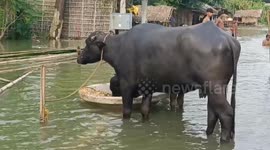 India: Two died reports , Swollen Ganges River submerges homes, roads in Bhagalpur following heavy flood